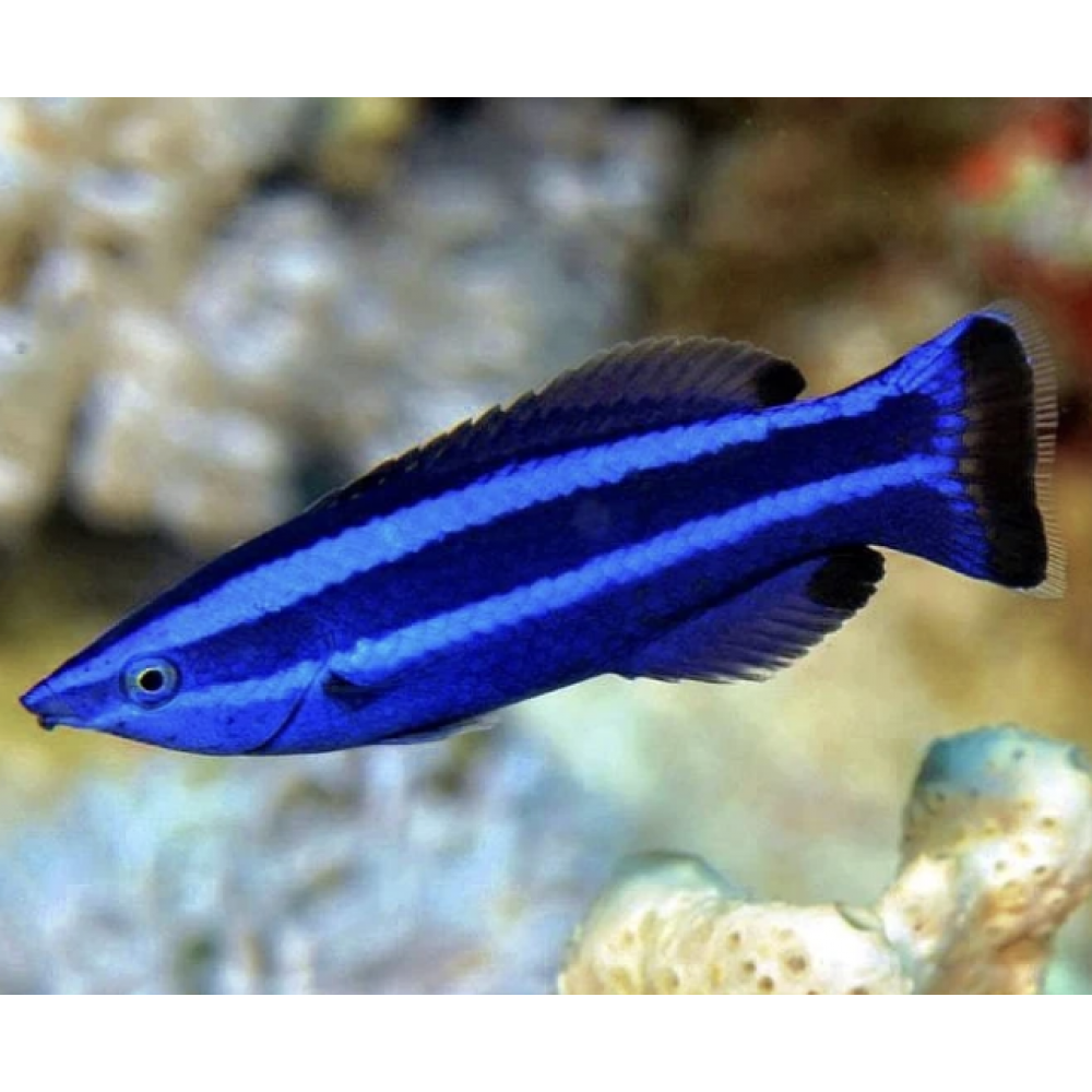 FOUR LINE WRASSE